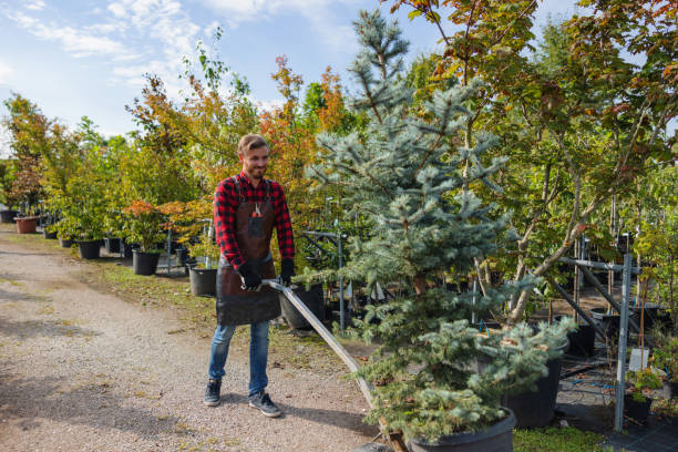 San Marcos, TX Tree Removal and Landscaping Services Company